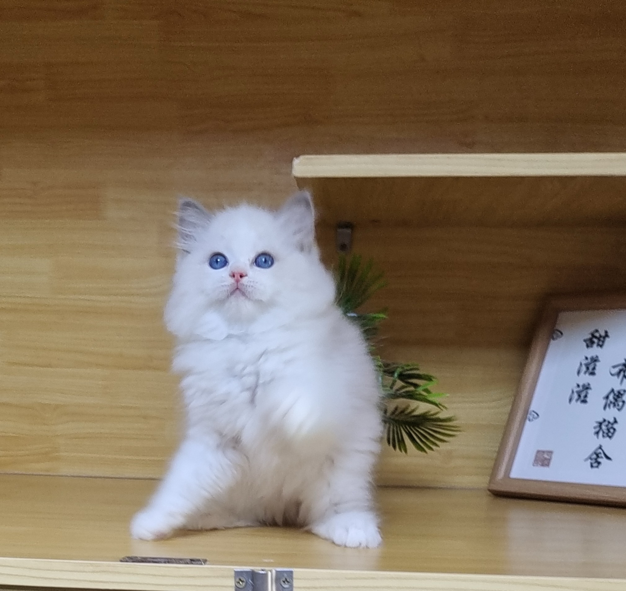 布偶猫弟弟，纯白色毛发，蓝色大眼睛